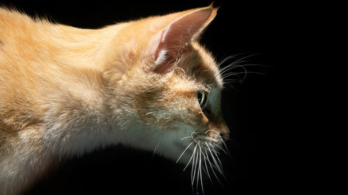 Close-up of a cat over black background