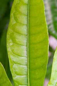 Close-up of fresh green leaf