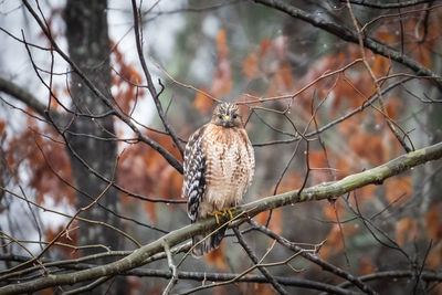 Red shouldered hawk perched on a branch in a georgia forest