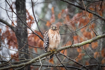 Low angle view of bird perching on bare tree