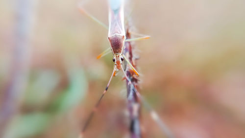 Close-up of insect on flower