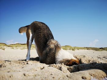 View of a dog on beach