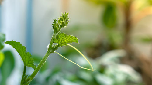 Vegetative of cantaloupe sapling put forth fresh leaves.