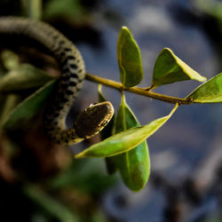Close-up of snake on leaf