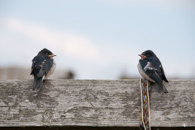 Birds perching on wooden wall