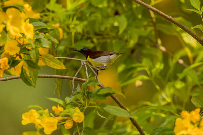 Bird perching on a flower