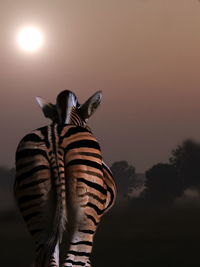 Low angle view of silhouette plants against sky at sunset