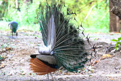 Close-up of peacock on field