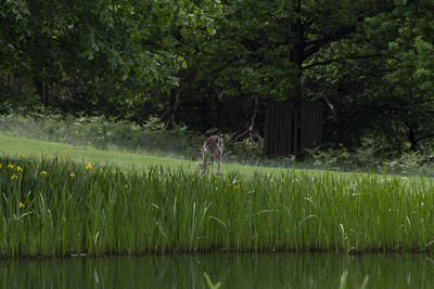 Woman standing on field by trees