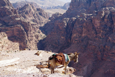 View of a donkey on rock