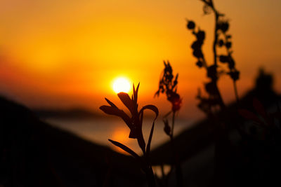 Close-up of silhouette plant against orange sky