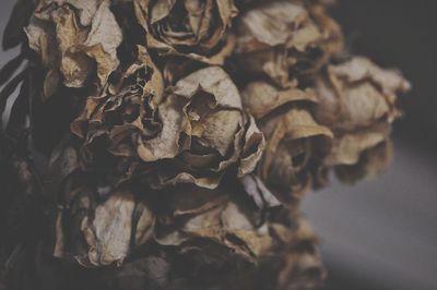 Close-up of dried plant