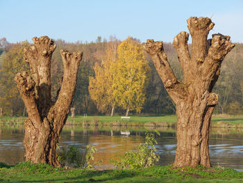 Tree by lake against clear sky