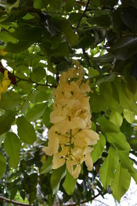 Yellow flowers growing on tree