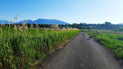 View of field against clear sky