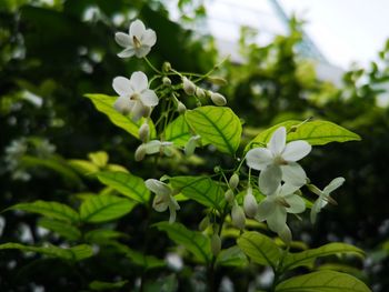 Close-up of white flowering plant