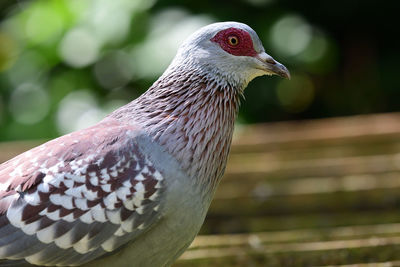 Close up of a speckled pigeon 