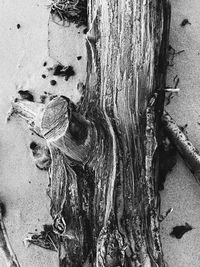 Close-up of driftwood on tree trunk
