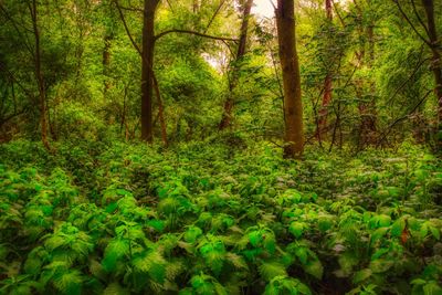 Scenic view of forest