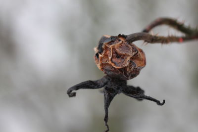 Close-up of wilted plant