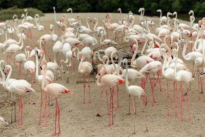 Flock of birds on field