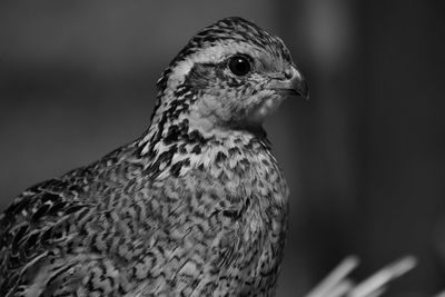 Close-up of a bird