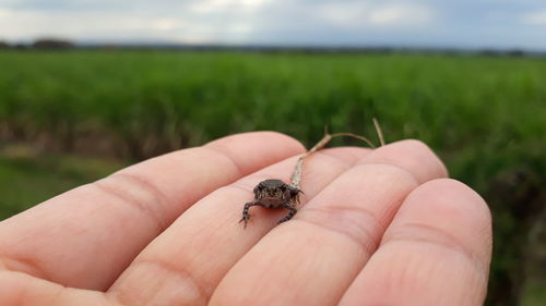 Cropped hand holding small crab on land