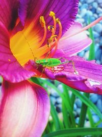 Close-up of insect on pink flower