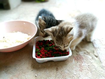 Close-up of a cat in bowl