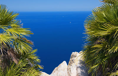 Palm tree by sea against clear blue sky