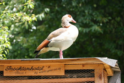 Close-up of goose