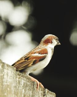 Close-up of bird perching on wooden post