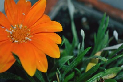 Close-up of orange flower blooming outdoors