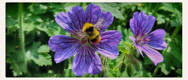 Close-up of insect on purple flower