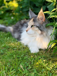 Cat in a field