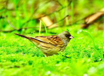 Close-up of a bird on grass