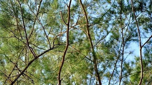 Low angle view of trees in forest