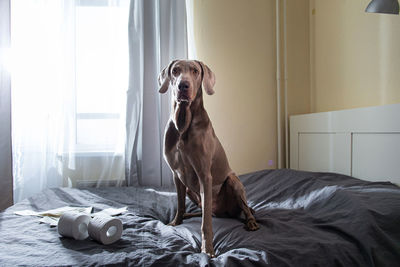Dog looking away while sitting on bed at home
