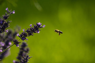 Close-up of bee on flower