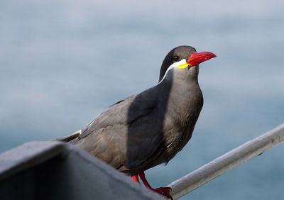 Close-up of bird perching on railing