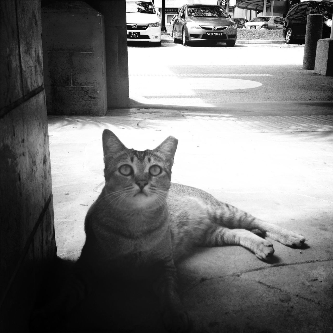 pets, domestic cat, domestic animals, cat, mammal, one animal, animal themes, feline, whisker, portrait, looking at camera, sitting, relaxation, architecture, built structure, street, building exterior, alertness, no people