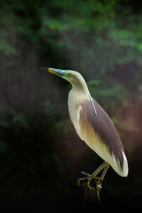 Portrait of pond heron