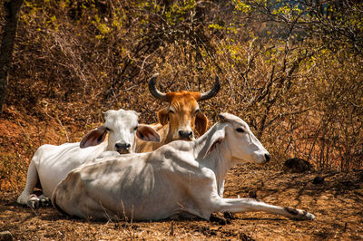 Portrait of cows