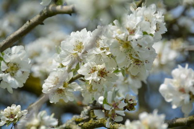 Close-up of white flowers blooming on tree