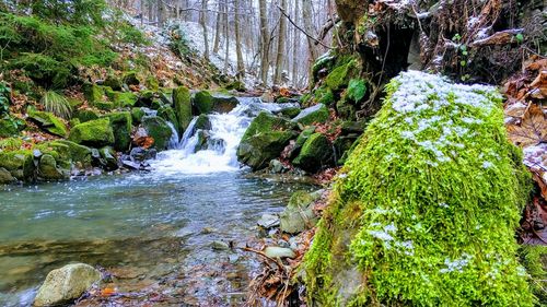 Scenic view of waterfall in forest