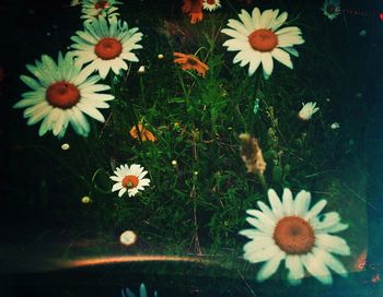 Close-up of white daisy flowers