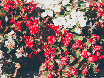 Close-up of red flowering plants