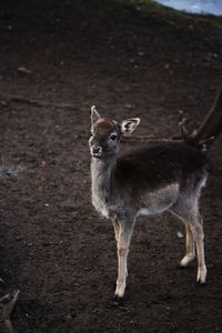 Portrait of deer standing on land