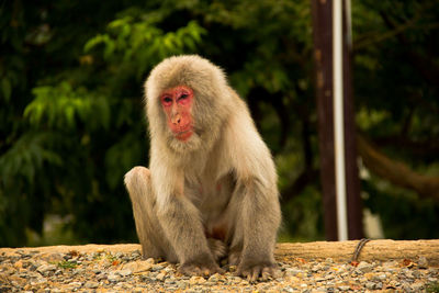 Monkey sitting outdoors