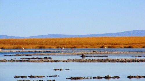 Birds in lake against clear sky